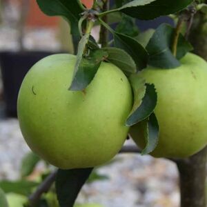 Malus domestica 'Golden Delicious' (D) 125-150 cm